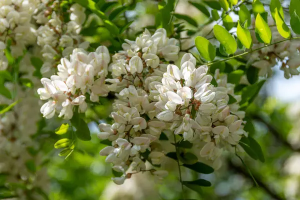 Akasya çiçekleri, Kara Çekirge veya Kara Kuş (Robinia psödoacia) olarak da bilinen bir ağaçtır. Kokulu çiçekleri yenebilir ve bal, şurup ve donut yapımında kullanılır.