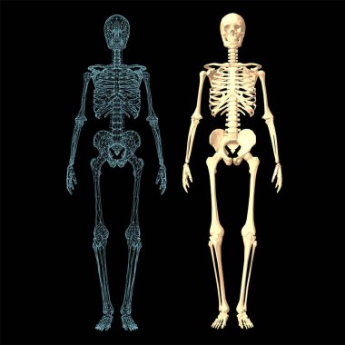 İnsan iskeleti, kafatası, omurga, kafes, kaburga, leğen kemiği, eklemler, anatomi ve tıp, üç boyutlu vektör simgesi seti