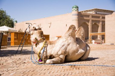 Khiva, Özbekistan - 10 Temmuz 2024: Özbekistan 'ın Khiva kentinde turistleri bekleyen dizginli deve