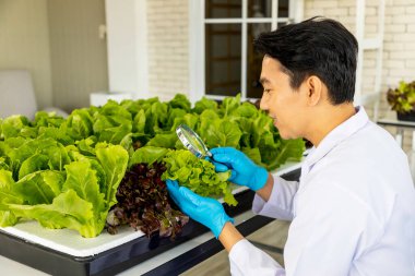 Male farmer inspect vegetables in greenhouse farms. He work on hydroponic vegetable farms. Agriculture for health indoor concept.