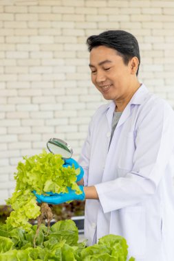 Male farmer inspect vegetables in greenhouse farms. He work on hydroponic vegetable farms. Agriculture for health indoor concept.