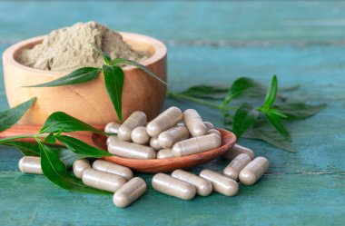 Andrographis, tahta kaşıkta paniklemiş bitkisel kapsüller, tahta kasede panikleme özü tozu ve eski yeşil ahşap arka planda taze yeşil yapraklar..