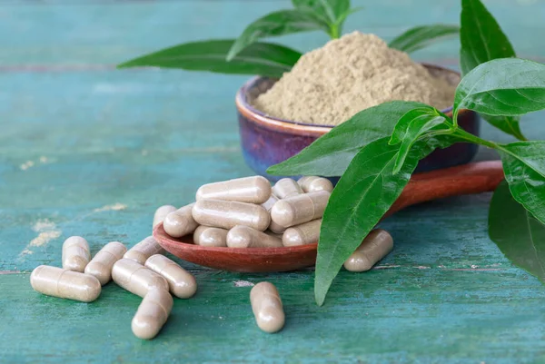 Andrographis Paniculata Herbal Capsules Wooden Spoon Paniculata Extract Powder Wooden — Stock Photo, Image