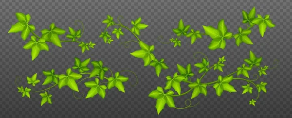 常春藤 爬山植物 植物装饰设计元素隔离在透明的背景 Hedera分支花园装饰 花卉分枝 现实3D矢量图解 — 图库矢量图片