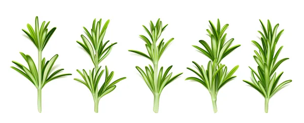 Biberiye Bitkisi Yeşil Yapraklı Beyaz Arka Planda Baharatlı Issız Bir — Stok Vektör