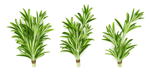 Grappes Herbes Romarin Tiges Isolées Plantes Jardin Avec Des Feuilles — Image vectorielle