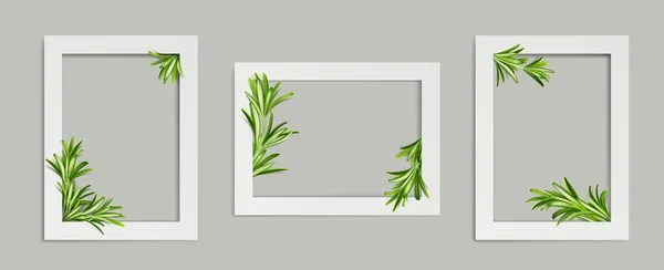 Cadres Photo Romarin Gabarits Bordure Rectangulaire Blanche Avec Tiges Vertes — Image vectorielle