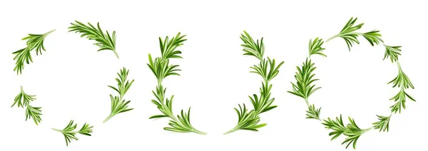 Rosemary Frames Circular Border Wreath Templates Green Stems Leaves Garden — Stock Vector
