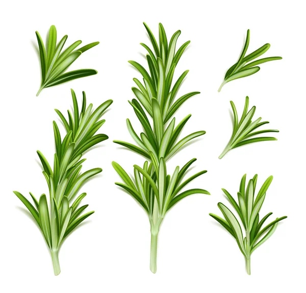 Rosemary Rostlina Čerstvé Bylinky Větev Zelenými Listy Izolované Bílém Pozadí — Stockový vektor