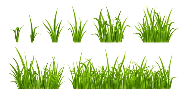 Zielona Trawa Rośliny Chwastów Trawnik Pole Wiosenne Lub Letnie Ogród — Wektor stockowy