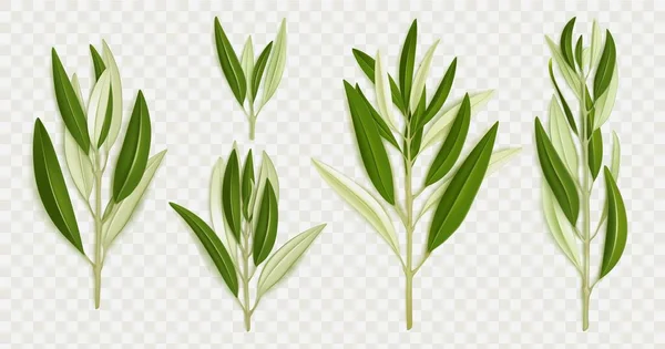Ramas Olivos Con Hojas Verdes Follaje Vegetal Mediterráneo Símbolos Griegos — Archivo Imágenes Vectoriales