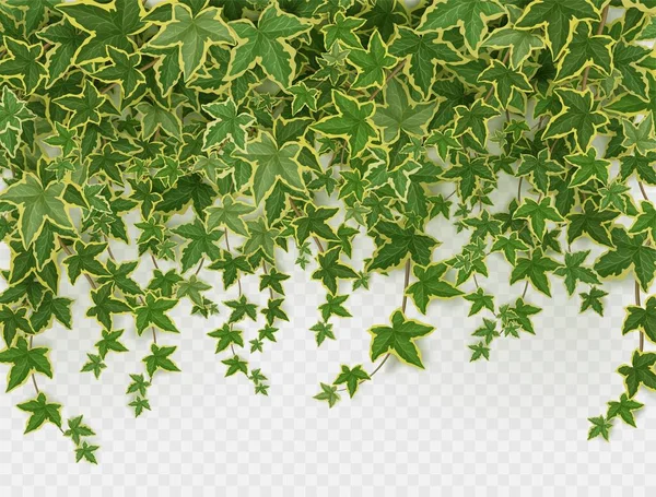 透明な背景に隔離されたアイビーブドウ 緑の登山植物の葉やリアナ植物のクリーパーの装飾フレームや国境 ガーデンヘデラぶら下げ枝 現実的な3Dベクトルイラスト — ストックベクタ