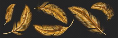 Gold feathers, bird wings plumage. Luxury vintage pen from quills. Soft fluffy golden feathers flying in air isolated on transparent background, vector realistic illustration