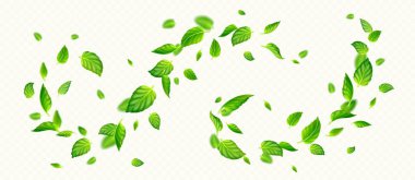 Green mint leaves falling and flying in air. Fresh summer or spring foliage of tea or peppermint, vortex of herbal leaves isolated on transparent background, vector realistic illustration