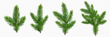 Pine tree branch set realistic vector illustration. Fir twigs with green needles isolated on transparent background. Winter holiday evergreen decoration, spruce or cedar elements,