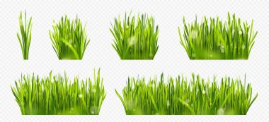 Gerçekçi yeşil çimenlerin sınırında güneş ışığı var. Paskalya güneşli parkı bokeh yansıması ile izole edilmiş. Açık hava kabarık sabah gras seti. Tarlada taze filiz var.