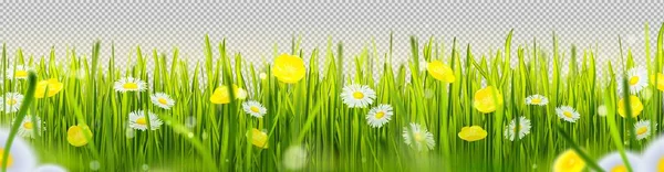 Ρεαλιστικό Πράσινο Γρασίδι Σύνορα Λουλούδια Απομονώνονται Διαφανές Φόντο Διάνυσμα Απεικόνιση — Διανυσματικό Αρχείο