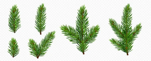 Pine Träd Gren Ställa Realistisk Vektor Illustration Fir Kvistar Med — Stock vektor