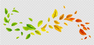 Flying gradient colored leaf curly wave line on transparent background. Realistic vector illustration of green, yellow, orange and red tree foliage float on wind. Herbal natural swirl design element. clipart