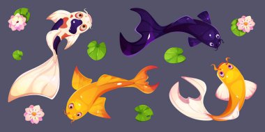 Koi balığı ve nilüfer çiçekleri siyah arka planda izole edilmiş. Geleneksel Asya havuzunda yüzen beyaz ve altın sazan balıklarının vektör çizimi, Japon su bahçesi tasarım elementleri üst görünüm