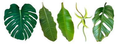 Tropik palmiye yaprağı izole edilmiş. Canavar bitkisi gerçekçi bir set bırakır. Hawaii tasarımı için orman yaprakları vektör dekor elementi. Güzel Tayland ve Botanik Resimlerinin Botanik Dekoratifi