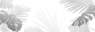 Beyaz arka planda yumuşak palmiye gölgesi - botanik canavarı ve tropikal yaprak siluetleri resim arkaplanları için ince gölge desenleri, minimalist web tasarımı veya spa sağlıklı markalaşma.