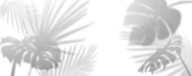 Beyaz arka planda yumuşak palmiye gölgesi - botanik canavarı ve tropikal yaprak siluetleri resim arkaplanları için ince gölge desenleri, minimalist web tasarımı veya spa sağlıklı markalaşma.