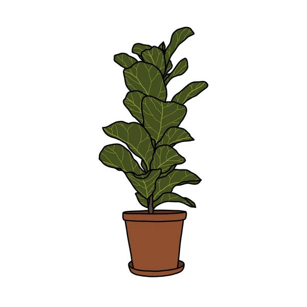 Ficus Lyrata Doodle Icon Vector Illustration — Stock Vector