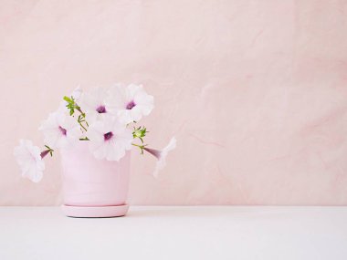 Flowers Petunia in pot on white table Pink background for lettering writing message for Mother's day ,Valentine's ,Greeting card ,Celebrate ,empty wall Copy space Romantic love festive card