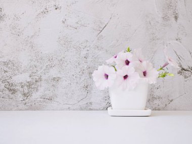 Flowers Petunia in pot on white table Pink background for lettering writing message for Mother's day ,Valentine's ,Greeting card ,Celebrate ,empty wall Copy space Romantic love festive card