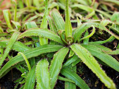 Yakın plan Drosera adelae Dev Rejim bitkisi, mızrak yapraklı güneş tohumu, etobur bitki, Queensland 'in üç kız kardeşi, Lanceleaf 