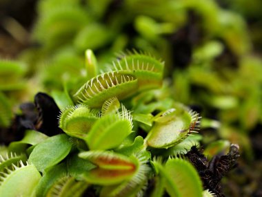 Kapalı Venüs sinekkapanı, böcek yuvası bitkileri, düşük dev, Dionaea muscipula, iğne gibi diş, venüs sinek kapanı, Cook 's Etobur 