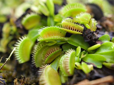 Kapalı Venüs sinekkapanı, böcek yuvası bitkileri, düşük dev, Dionaea muscipula, iğne gibi diş, venüs sinek kapanı, Cook 's Etobur 