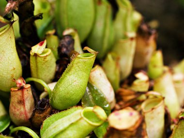 Sarı yırtıcı maymun kapları bitki, tropikal sürahi bitkileri, yumuşak seçici odaklı Nepenthes mirabilis, makro görüntü