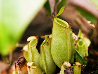 Sarı yırtıcı maymun kapları bitki, tropikal sürahi bitkileri, yumuşak seçici odaklı Nepenthes mirabilis, makro görüntü