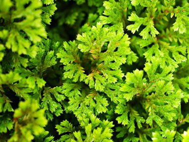 Selaginella Tamariscina yosun bitkisi, Selaginella Kraussiana Brownii, Selaginellaceae, Krauss 'Spikemoss, Pin-Cushion, Spikemoss, Emerald Isle Spikemoss, Scotch Moss, Compact, Green Tones