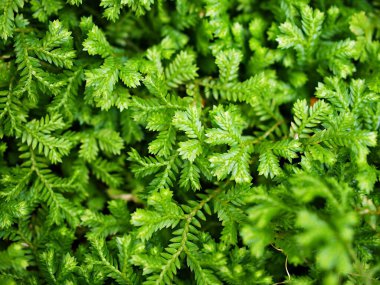 Green leaf of Selaginella Tamariscina moss plant ,Selaginella kraussiana Brownii ,Selaginellaceae ,Krauss'Spikemoss ,Pin-Cushion ,Spikemoss ,Emerald isle spikemoss ,Scotch Moss ,Compact ,green tones clipart