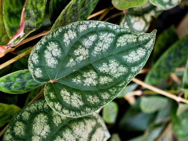 Makro yeşil yapraklar Piper ornatum yaprağı, piperaceae, Celebes Pepper, Crocatum, Süslü özellikler, Tür Süslü Biber sarmaşığı, Kedi güvenli bitkiler, Sirih Merah harimau, Red betel yaprağı, tropikal 