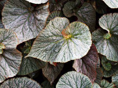 Yaprak yaprakları için kapalı yapraklı begonya bitkileri, peri begonyası Rexultorum, Heuchera Micrantha Reale gaydacısı Ornatum, Piper Sylvaticum, fundo verde frondoso, makro görüntü, doğa yaprakları