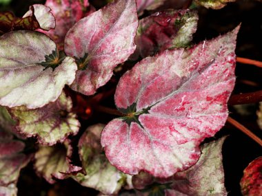 Kapalı pembe yapraklı begonya çiçeği arka plan, makro resim, peri begonya Rexultorum, Heuchera Micrantha Reale Piper Sylvaticum, fundo verde frondoso, doğa yaprakları