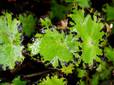 Kapalı yeşil Begonya yaprağı, Kirpik Begonya, beleaf lima aşkı, Berghoef bitkileri, Begoniaceae rex nehir nili, yeşil yapraklı kalp şekli, begonya rex yeşili, boyalı yaprak, makro resim ,