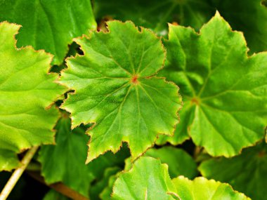 Yaprak yaprakları için kapalı yapraklı begonya bitkileri, peri begonyası Rexultorum, Heuchera Micrantha Reale gaydacısı Ornatum, Piper Sylvaticum, fundo verde frondoso, makro görüntü, doğa yaprakları