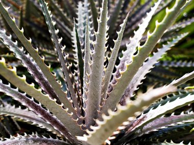 Yakın plan Dyckia dawsonii leziz çöl bitkisi bahçede bulanık arka plan, makro görüntü 