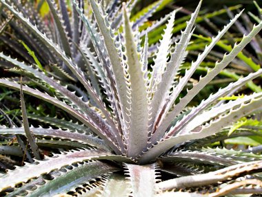 Yakın plan Dyckia dawsonii leziz çöl bitkisi bahçede bulanık arka plan, makro görüntü 