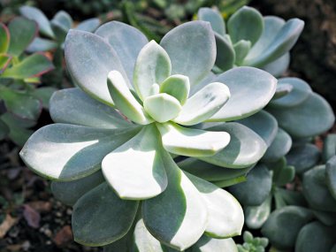 Yakın plan sulu bitkiler Graptopetalum paraguayense İnci bitkisinin annesi veya Mor Hayalet bitkisi, lokum, pentandrum superbum, mor sis, murasaki, deri yaprağı, yumuşak seçici odak, makro resim