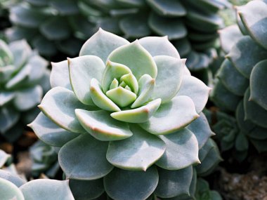 Makro sulu kaktüs, Echeveria elegans, gül lahanası, kalın yapraklı rosetler, Echeveria Apus, şekilli gül yaprakları, Crassulaceae ailesi çiçek açan bitki, tavuk ve civciv, Echevelia gibbiflora 