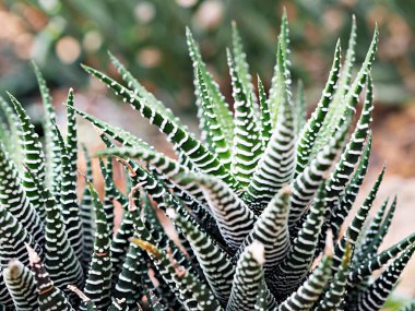 Kapalı kaktüs katı bitkiler Euphorbia resinifera Tortilis sem raiz corte, Rottler ex Ainslie çöl bitkileri, Hint incir ağacı ejder kemiği, Malezya kaktüsü ağacı Candelabra kaktüsü Echinocactus Horizonthalonius