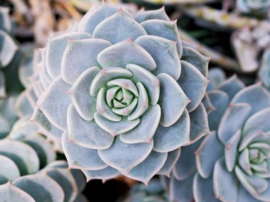 Makro sulu kaktüs, Echeveria elegans, gül lahanası, kalın yapraklı rosetler, Echeveria Apus, şekilli gül yaprakları, Crassulaceae ailesi çiçek açan bitki, tavuk ve civciv, Echevelia gibbiflora 