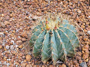 Echinocactus grusonii, Golden Barrel kaynanasının yastığı, koltuğu, altın top kaktüsü. Cactaceae, Caryophyllales familyasından California fıçı kaktüsü ve Doğu-Orta Meksika 'ya özgü küçük bir çiçek türü.