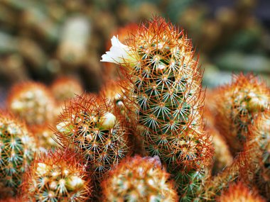 Macro kaktüs Mammillaria elongata yakut bakırı kral, altın dantel kaktüs altın yıldızlar, yumuşak seçici odaklı arkaplan çöl bitkileri, Meksika 'ya özgü küçük bir kümelenmiş kaktüs. 